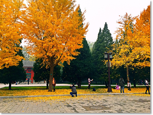 这个秋天我住在“北平”